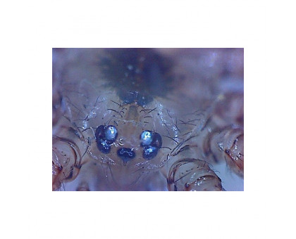 Omegon DigitalView USB hand microscope