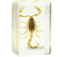 Omegon scorpion prepared slide