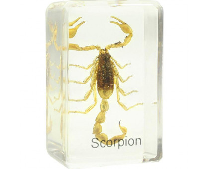 Omegon scorpion prepared slide