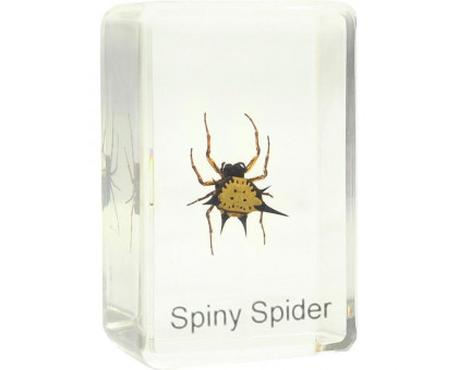 Omegon spiny spider prepared slide