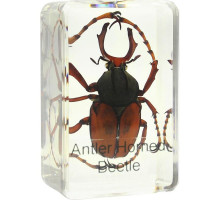 Omegon stag beetle prepared slide