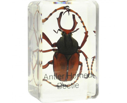Omegon stag beetle prepared slide