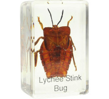 Omegon shield bug prepared slide