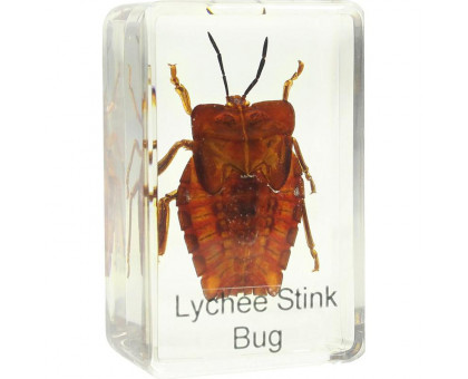 Omegon shield bug prepared slide
