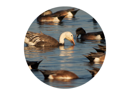 Fully Multicoated Eco-Glass Lenses 